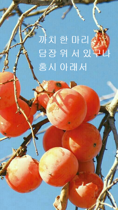 홍시아래서.png