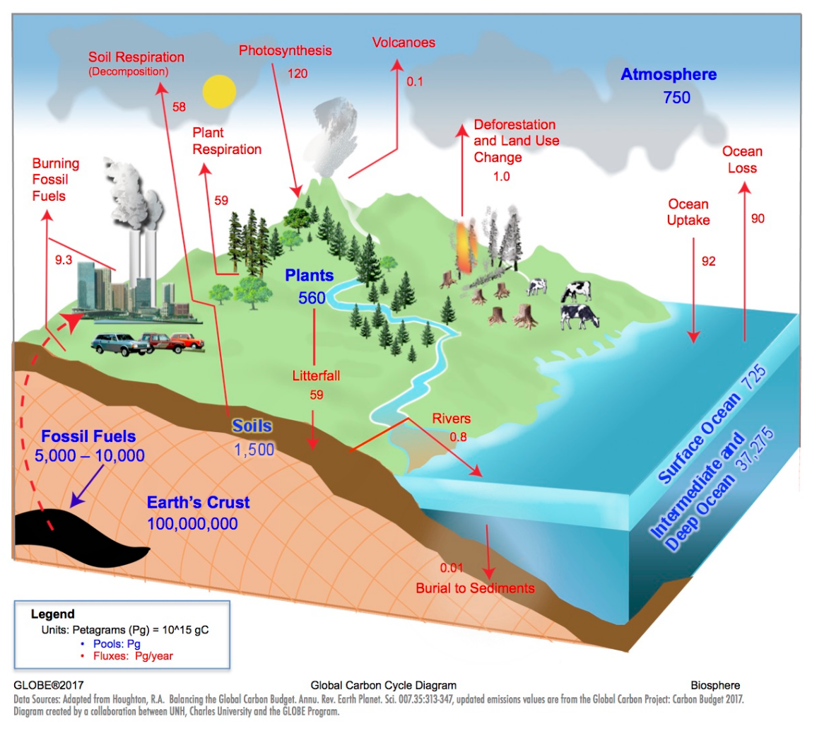 Global Carbon Cycle Diagram.png