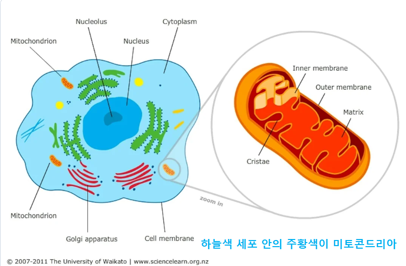 미토콘드리아.png