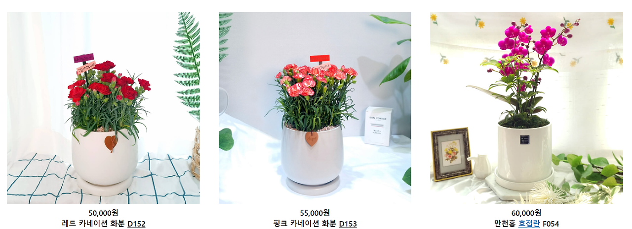 카네이션 화분.png