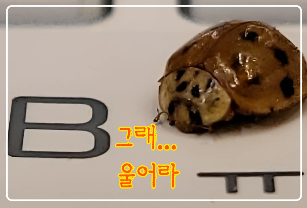 KakaoTalk_20241213_125704823.png