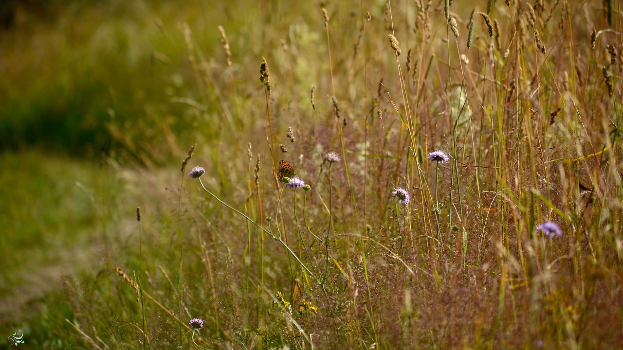 제목 없는 디자인.png