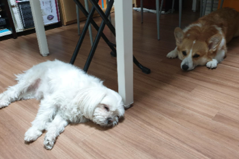 서재 수리와 탐이.png