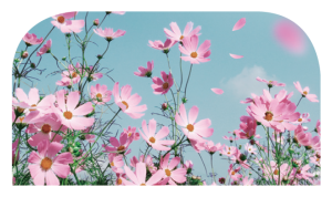 코스모스_batch.png