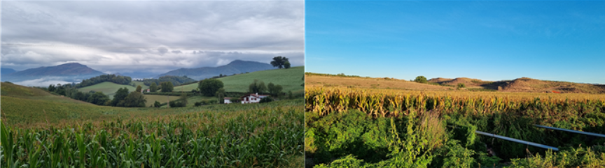 GOMCAM 20241029_1413040632.png