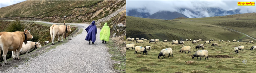 GOMCAM 20241005_1830320691.png