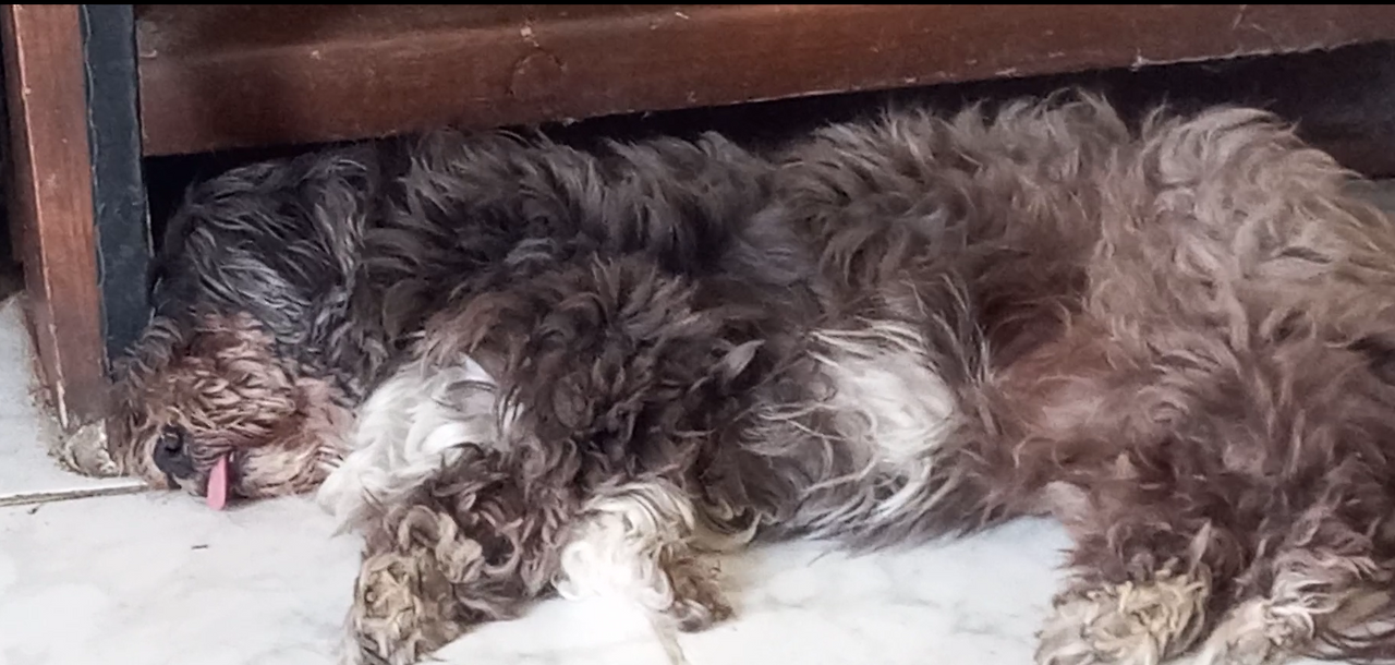 sleeping zafiroula.png