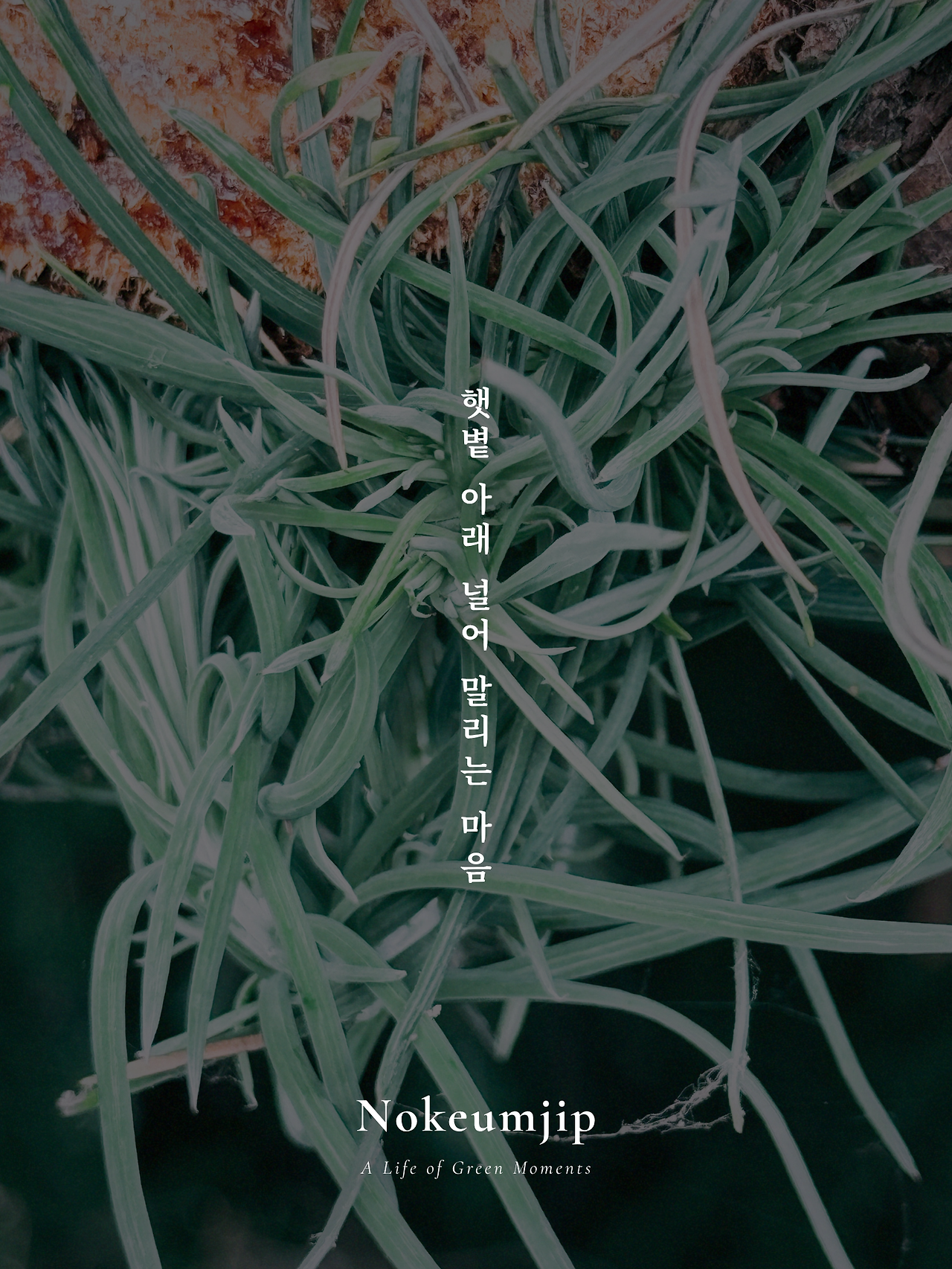 햇볕 아래 널어.png