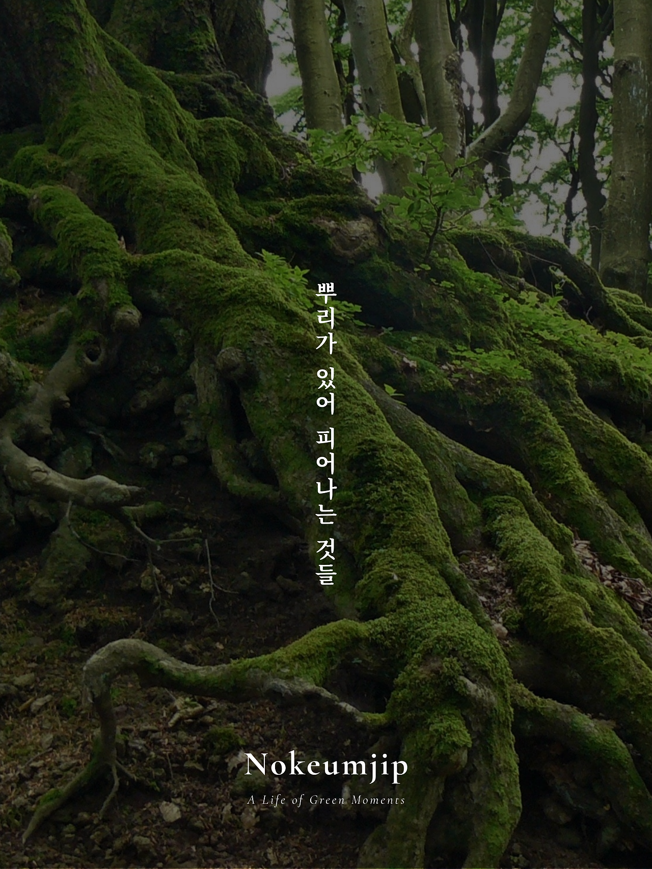 뿌리가 있어 피어나는 것들.png