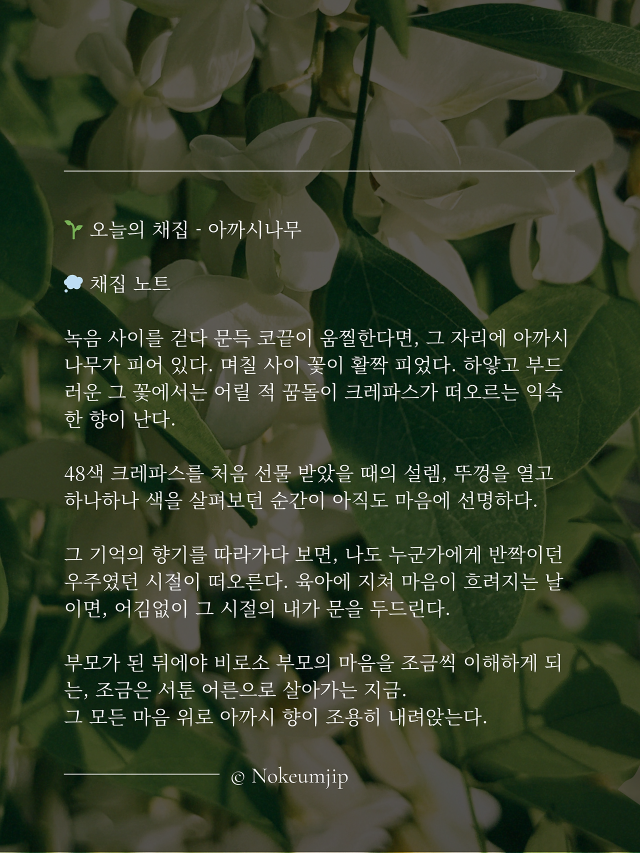 아까시나무 (1).png