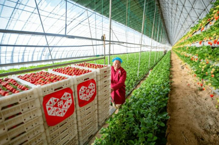 핀둬둬 농장.png