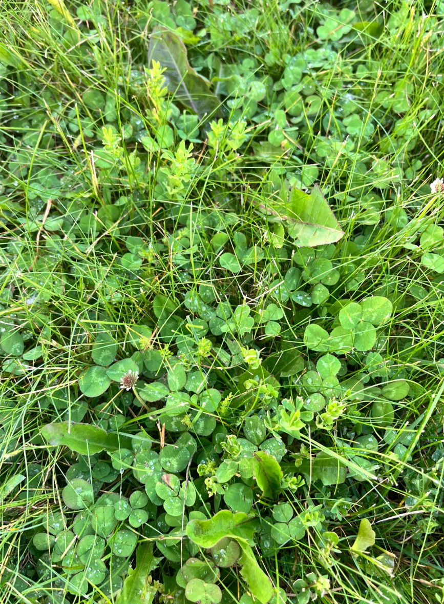 Screenshot 2025-05-30 135022.png