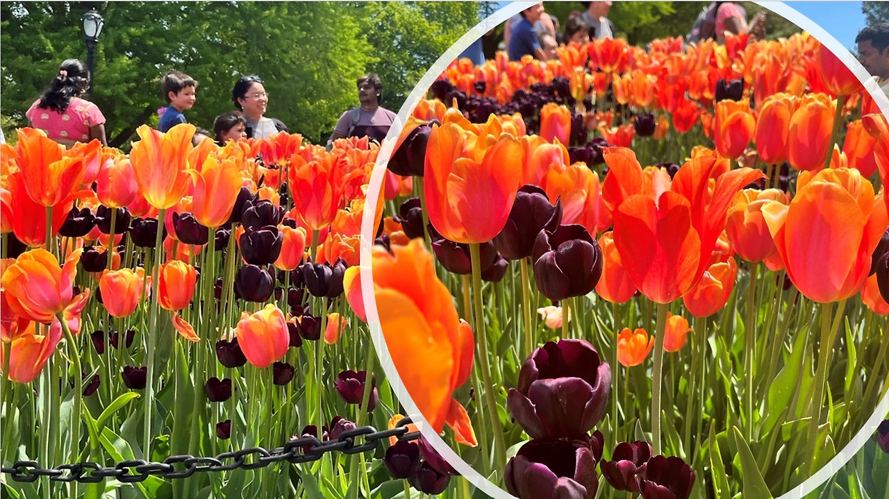 Screenshot 2023-05-15 124256.png