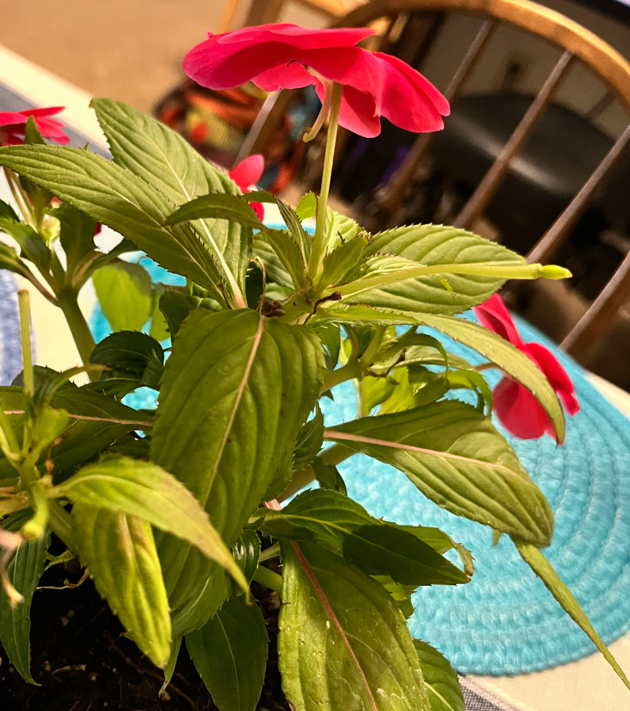 Screenshot 2023-06-13 154201.png