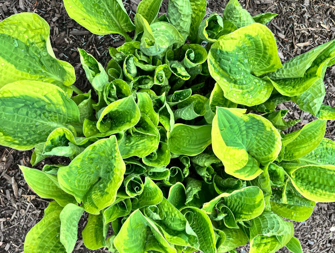 Screenshot 2025-05-30 155114.png