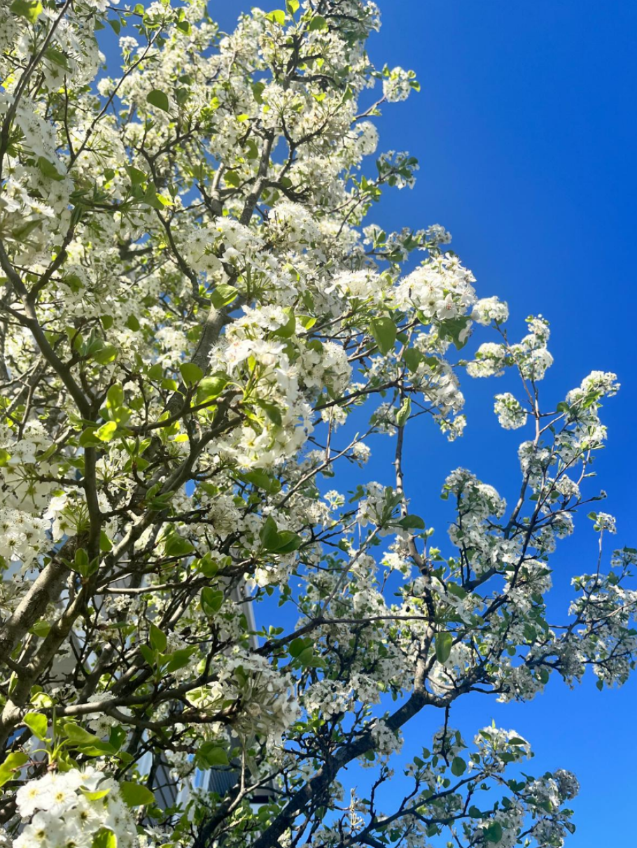 Screenshot 2025-05-30 155143.png