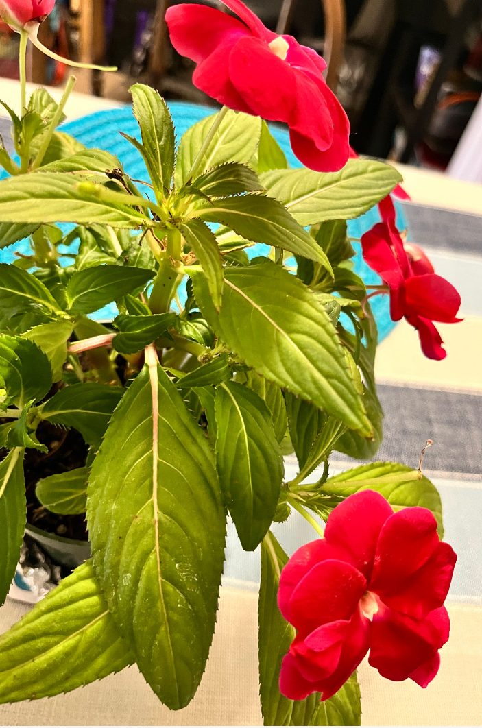 Screenshot 2023-06-13 154215.png