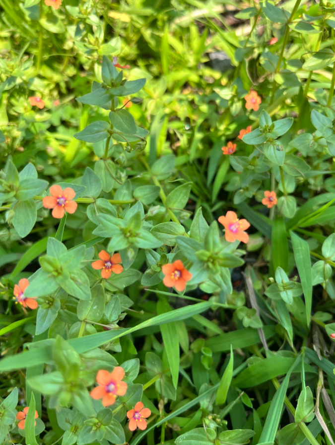 Screenshot 2023-07-12 210718.png