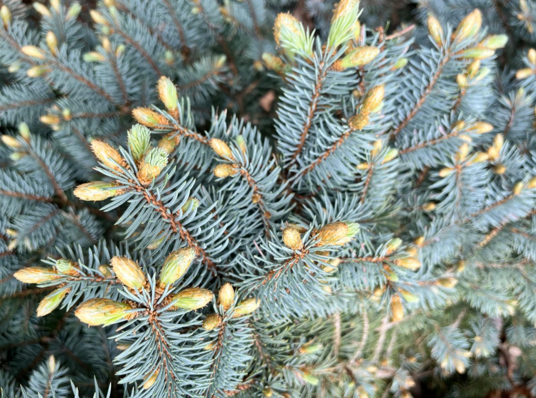 Screenshot 2025-05-30 155120.png