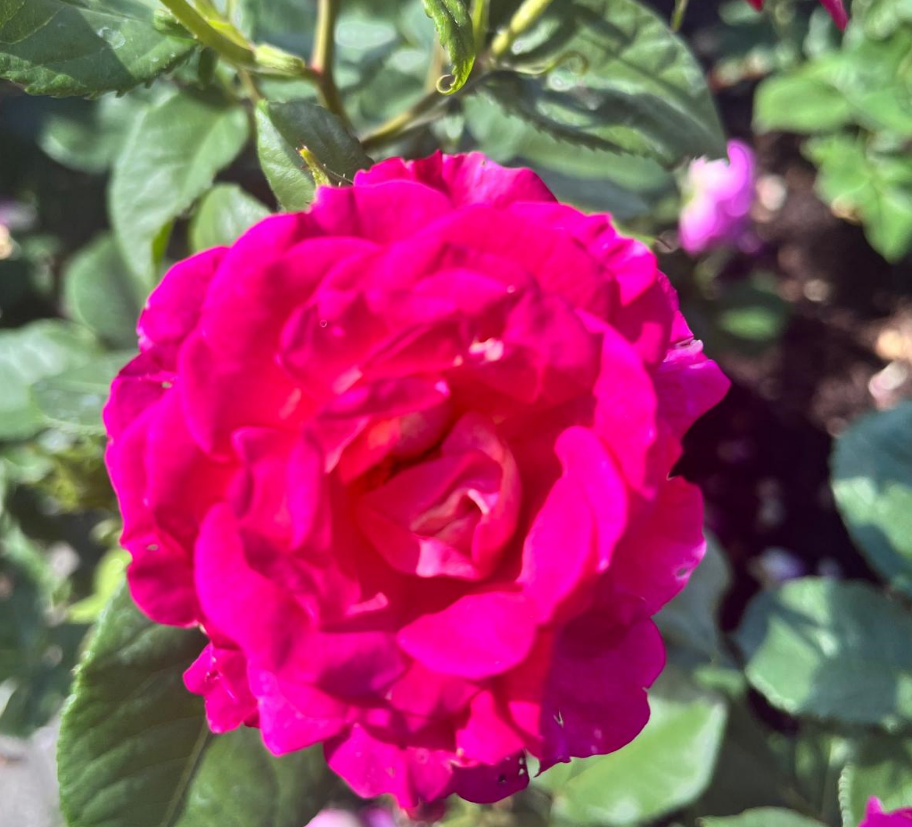 Screenshot 2024-06-26 164826.png