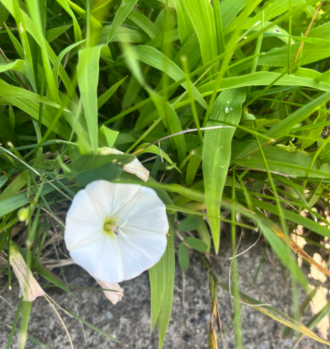 Screenshot 2023-07-22 164312.png