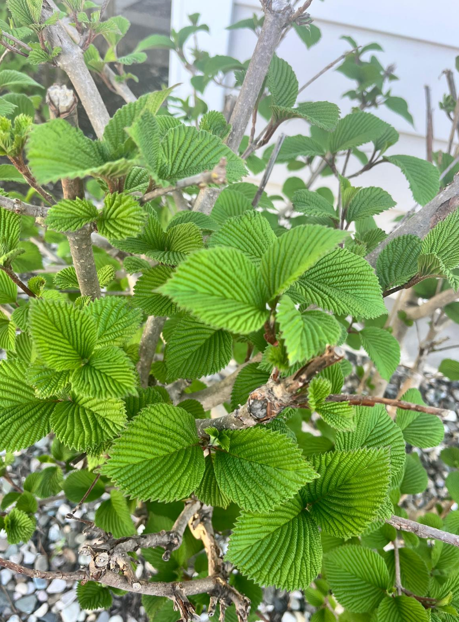 Screenshot 2025-05-30 155201.png