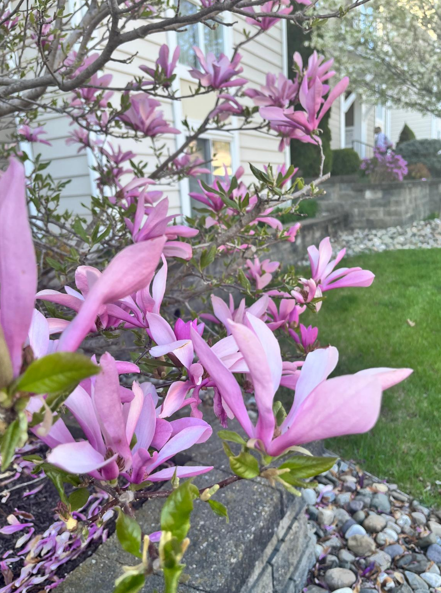 Screenshot 2025-05-30 155156.png