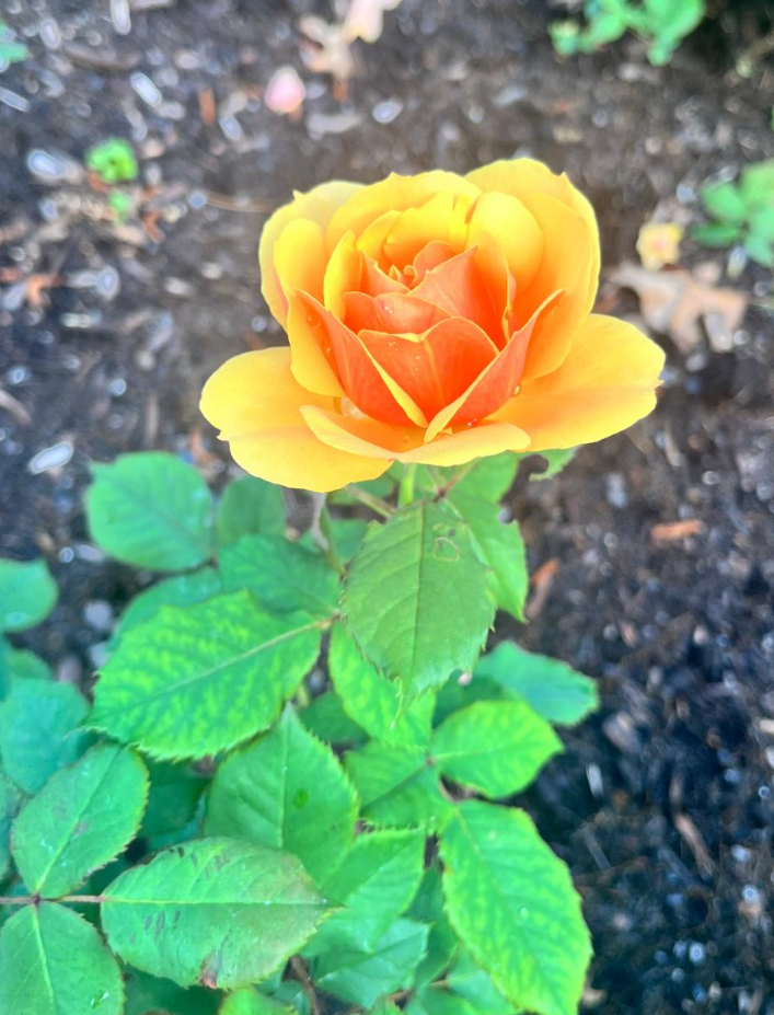 Screenshot 2024-06-26 164925.png