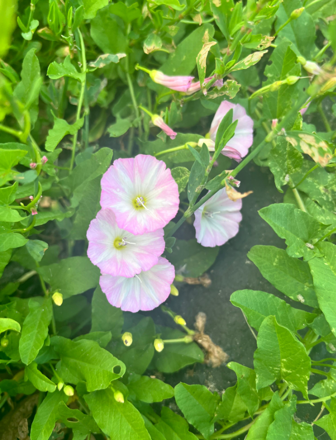 Screenshot 2023-07-22 164258.png