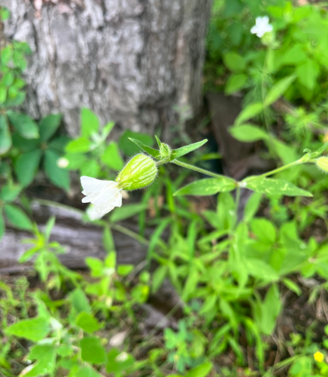 Screenshot 2023-07-22 164326.png