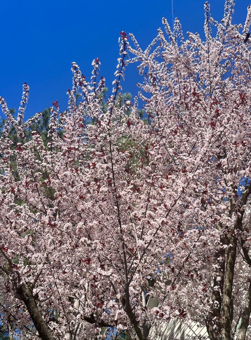 Screenshot 2025-05-30 155135.png