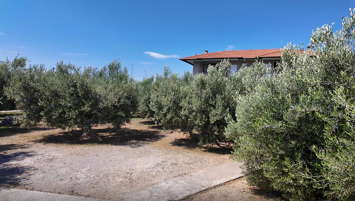 집안 올리브 나무.png