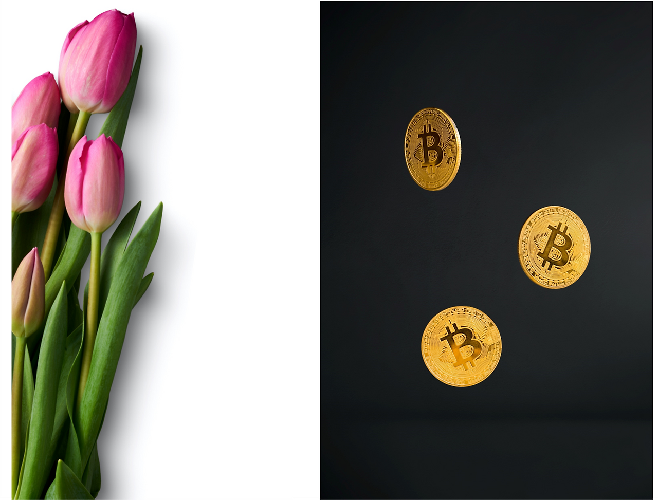 비트코인이 튤립버블과 다른 점