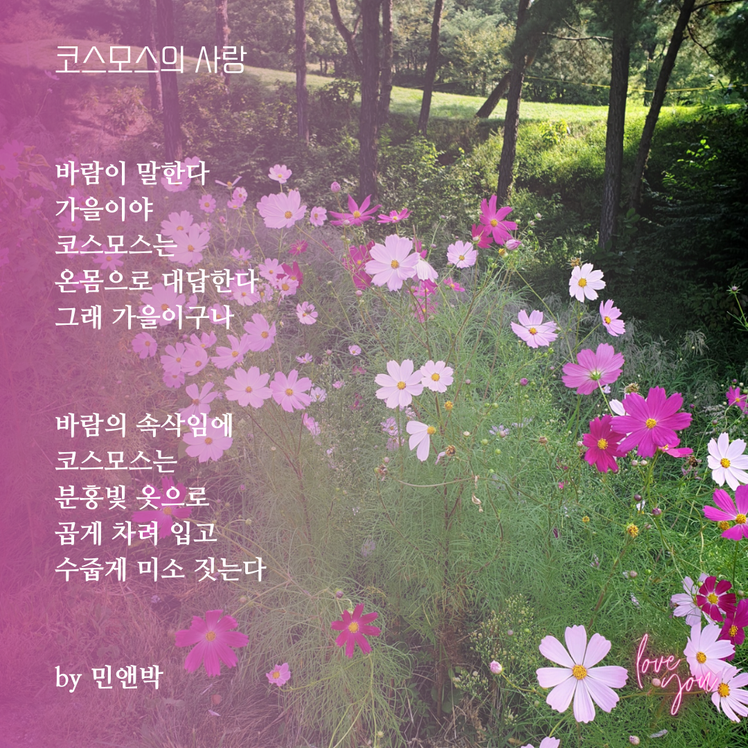 코스모스의 사랑.png