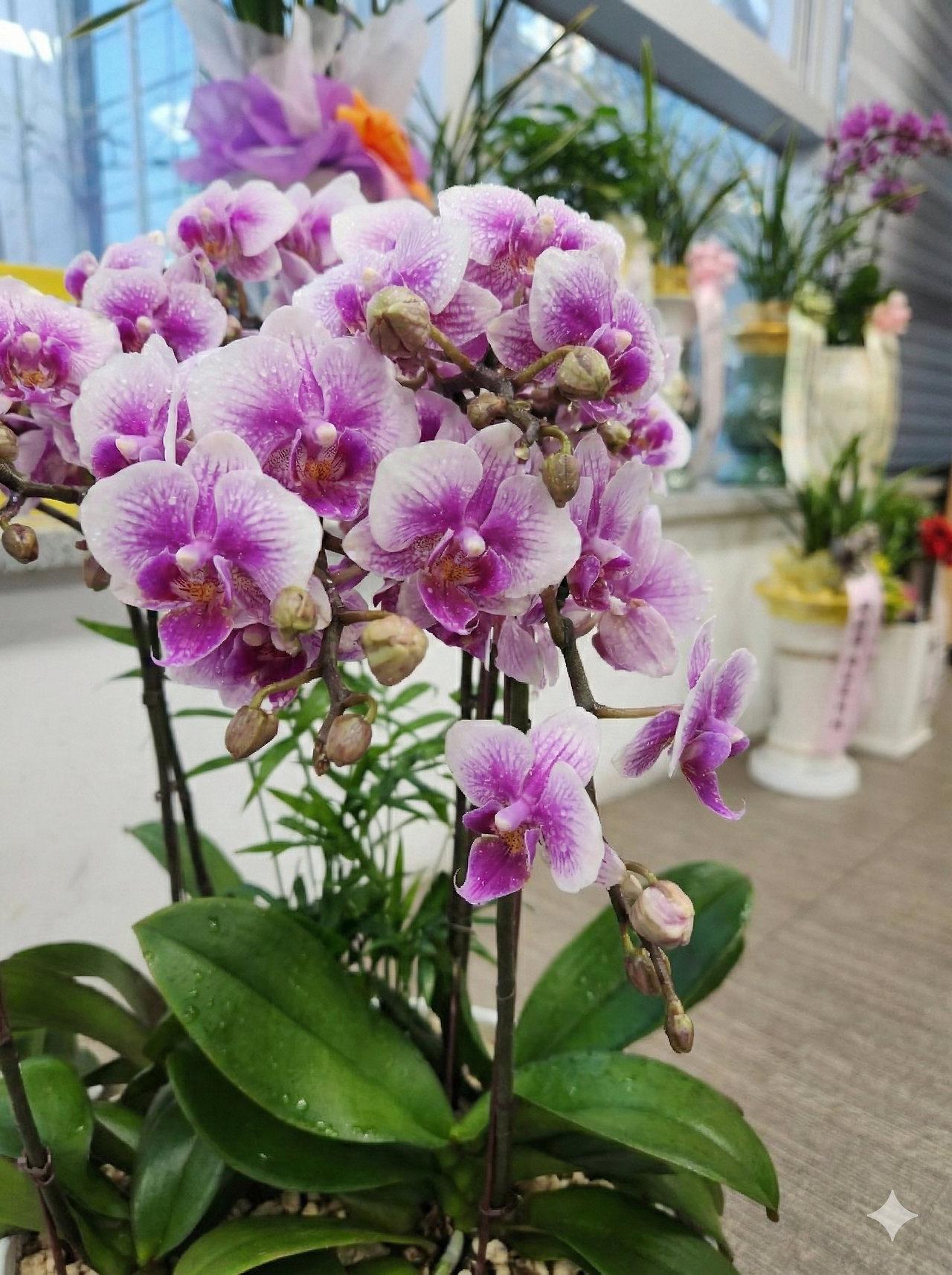 경주시청 주택과 축하선물, 그라데이션 호접란 기버 배송 후기.png