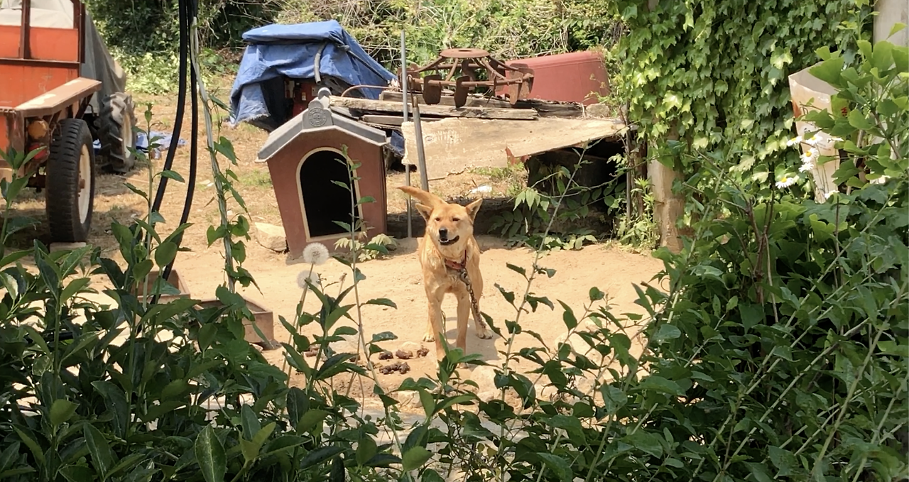 카페가던 길 강아지.png