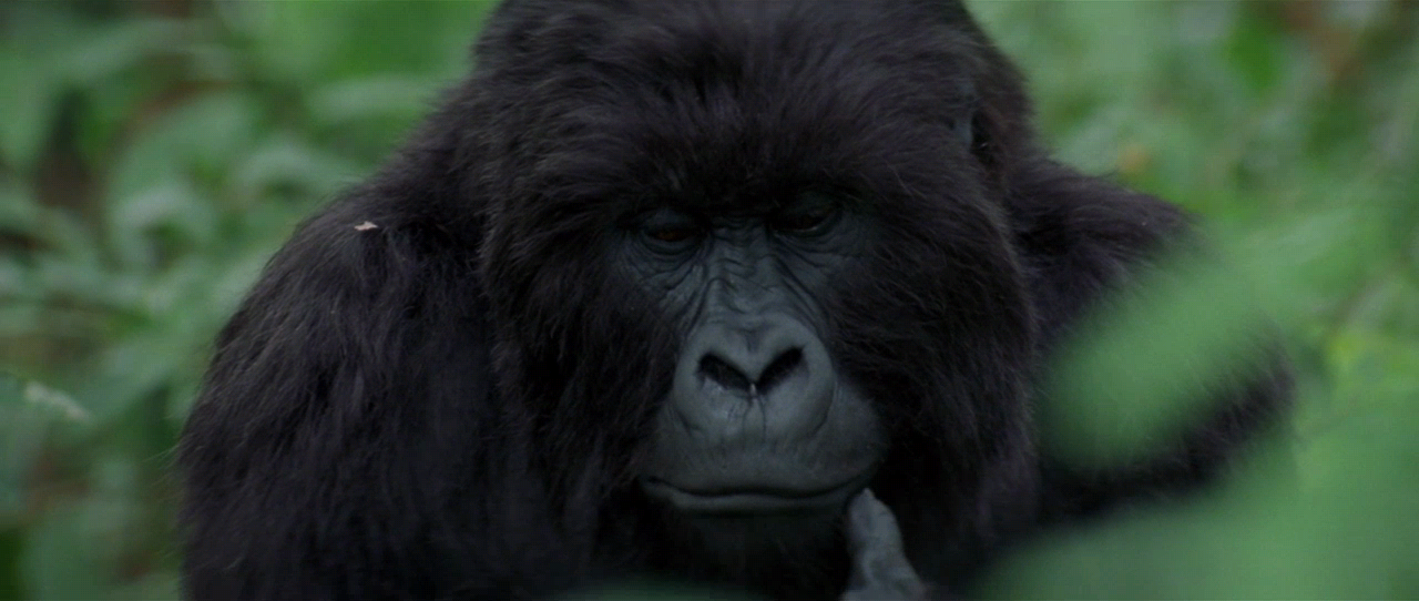 인스팅트 Instinct.1999.720p.WEB-DL.AAC2.0.H264-FGT.mkv_013526818.png