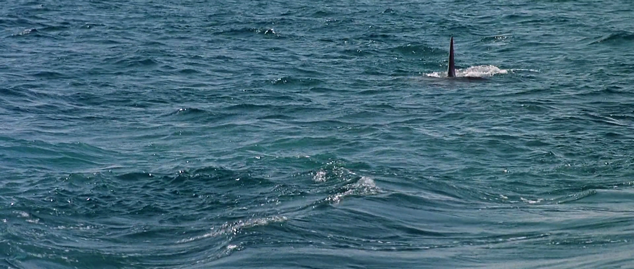 Jaws.The.Revenge.1987.1080p.BluRay.H264.AAC-RARBG.mp4_011335725.png