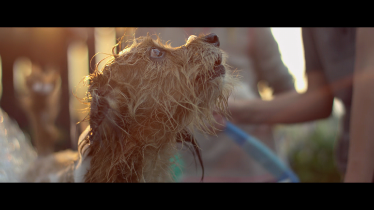 ★★_최신영화_서양영화_★★_벤지(자체자막).Benji.2018.1080p.NF.WEB-DL.DD5.1.x264-NTGEtHD.mkv_0 (2).png