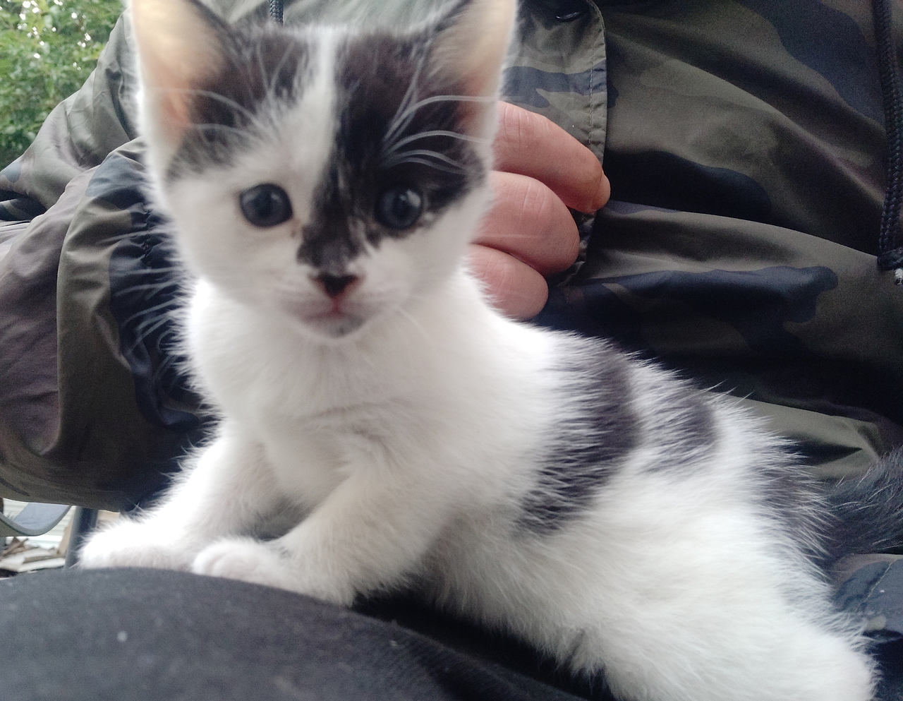 Cowtten 02 2022 09 29.png