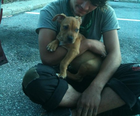 dog (Wisconsin 2010) cropped.png