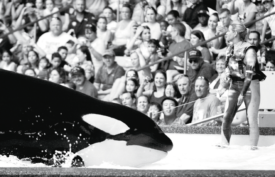 미국 시월드 범돌고래쇼.png