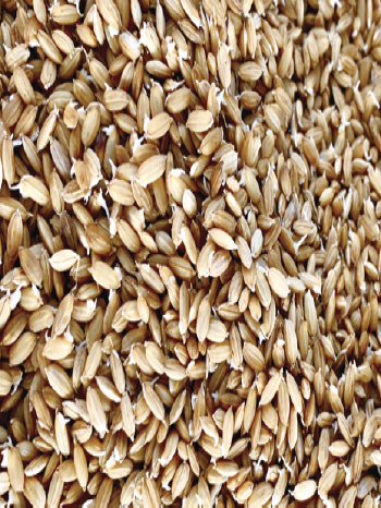 동네1-발아한 볍씨.png