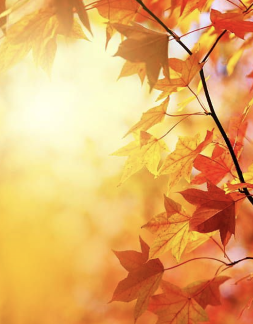 스크린샷 2024-11-21 225029.png