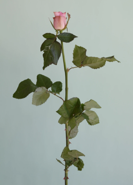 정희승 장미8.png