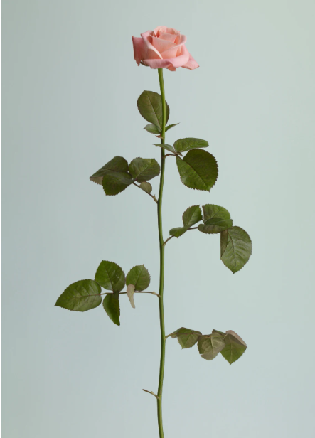 정희승 장미는 장미가 장미인것은.png