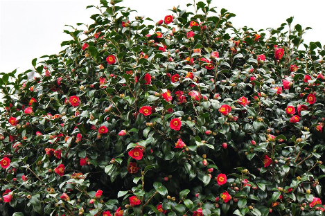 염소 무지개다리(1).png