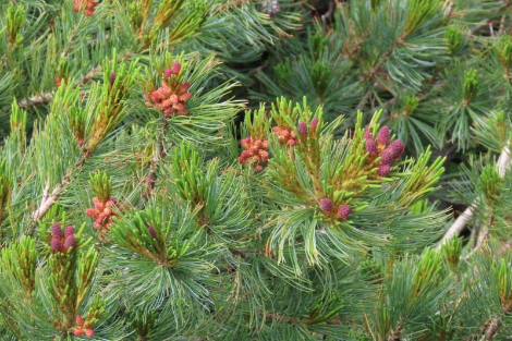 염소 무지개다리(3).png