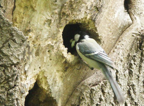 감나무와 박새(2).png