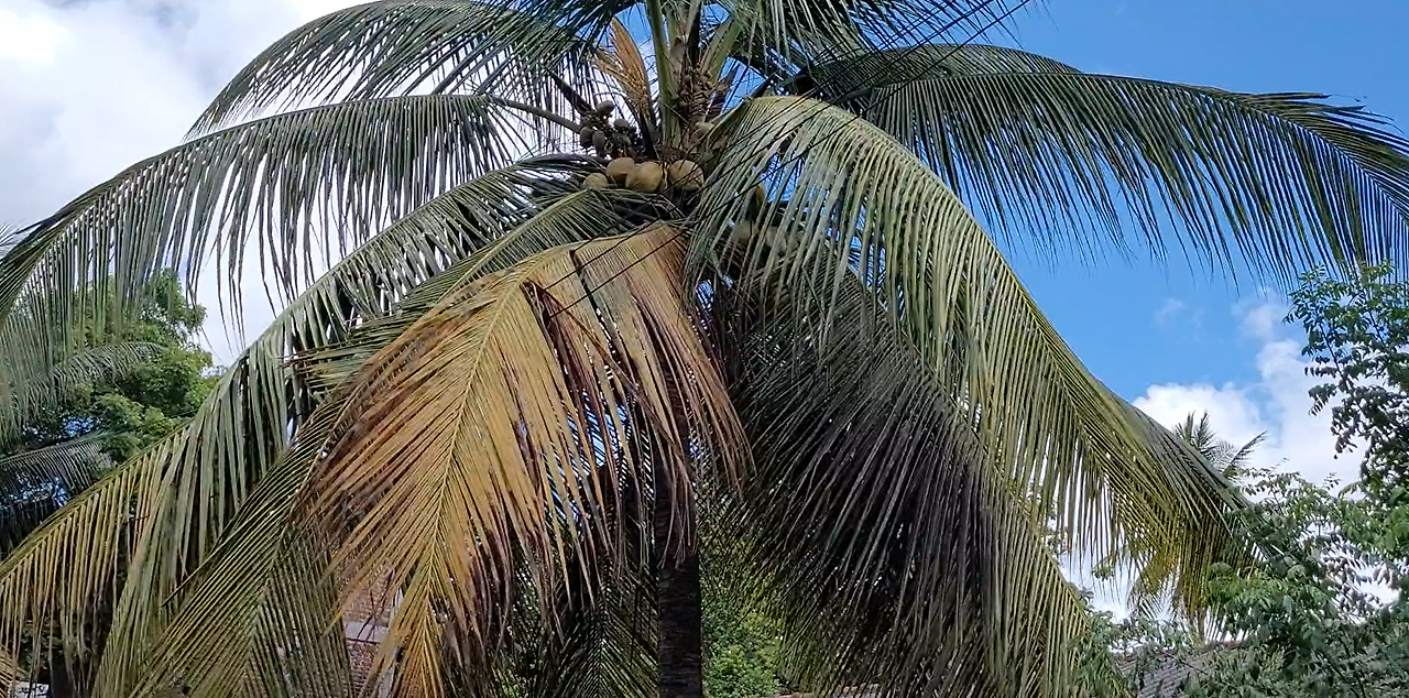 코코넛 나무.png